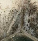 Black mould and mildew damage to walls caused by condensation