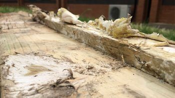 How To Identify Dry Rot