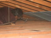 Installing Attic insulation Baffles